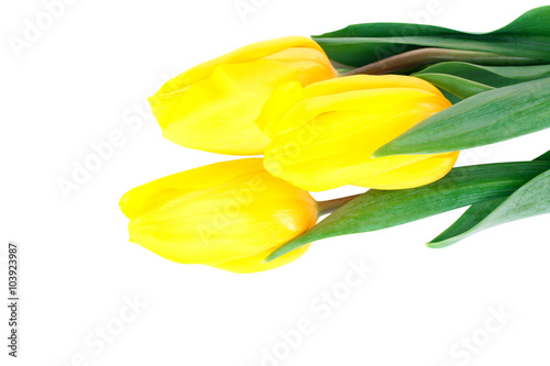 beautiful yellow tulips on a white isolated background