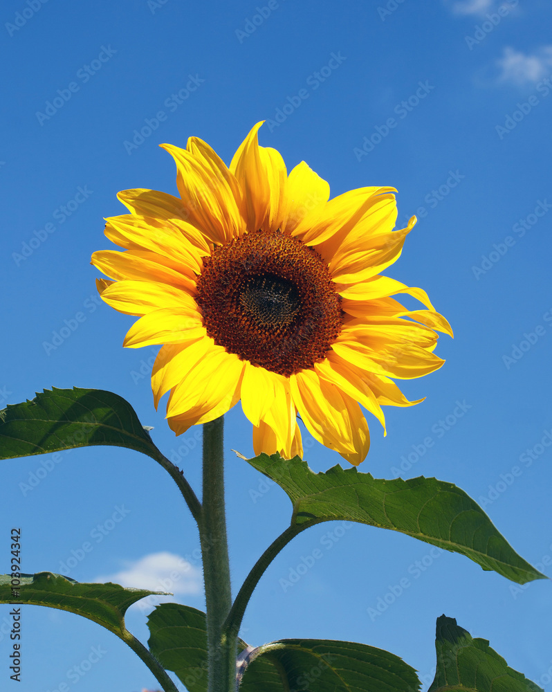 sunflowers on natural sky beackground sunflowers on natural sky beackground