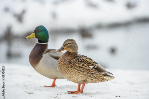 Fotografia duck on ice in winter time