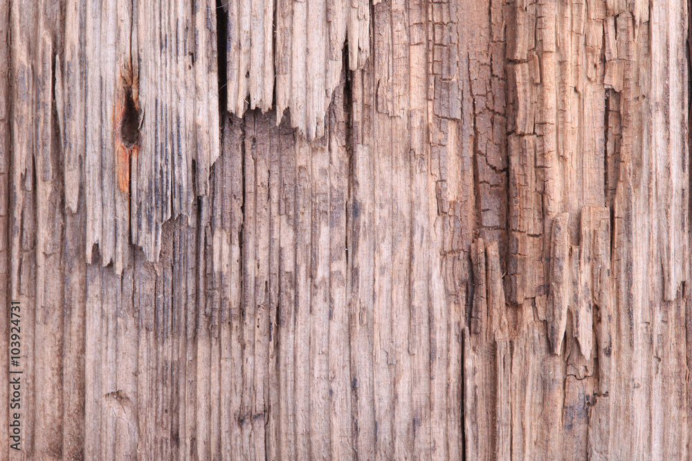 close rotten wood texture close rotten wood texture