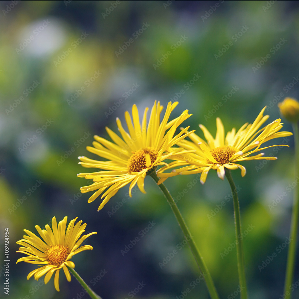Yellow flowers blossoming in spring time Yellow flowers blossoming in spring time