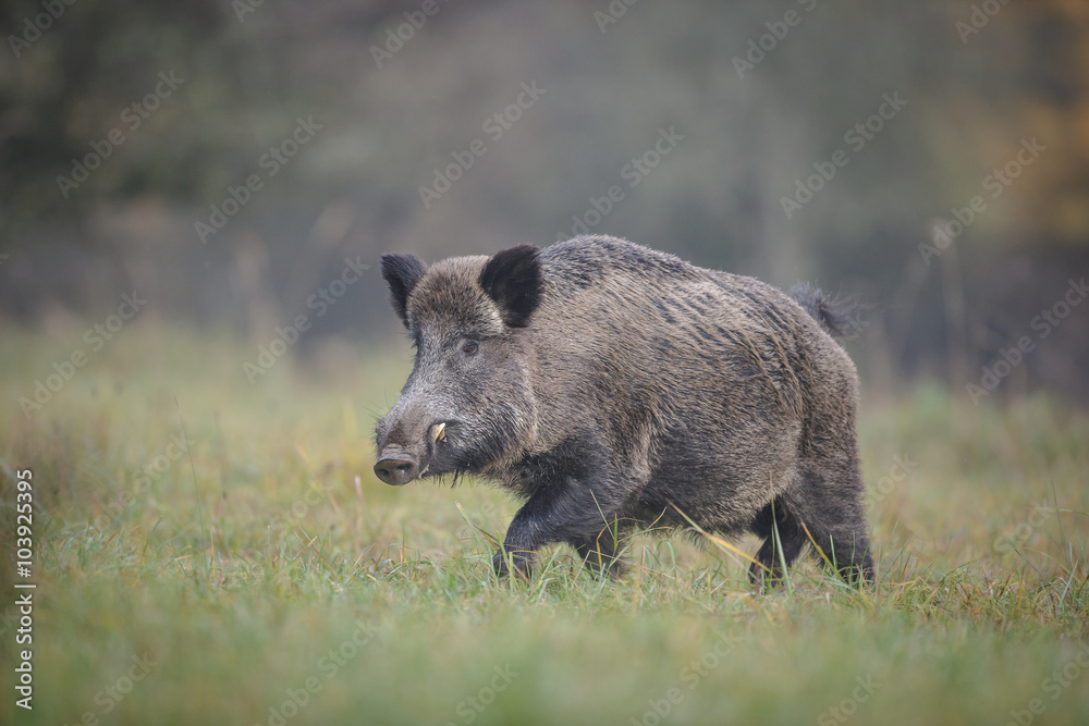 Wild boar, male, crossing forest clearing Wild boar, male, crossing forest clearing