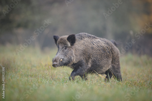 Wild boar, male, crossing forest clearing © Natureimmortal