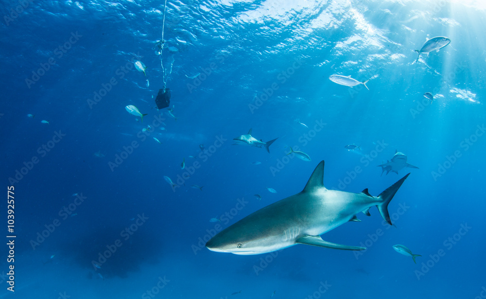 Fototapeta premium Caribbean reef shark