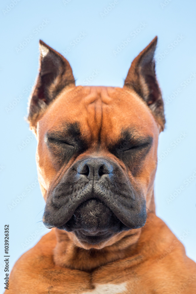 Portrait of a beautiful boxer dog breed