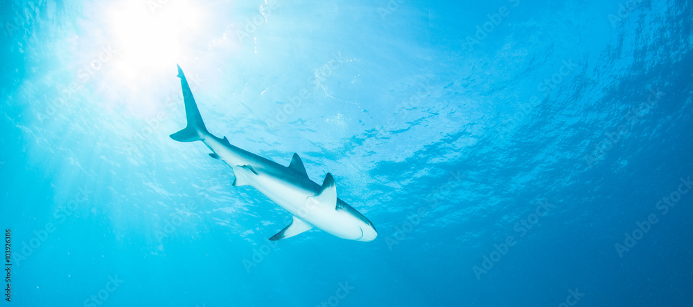 Fototapeta premium Caribbean reef shark