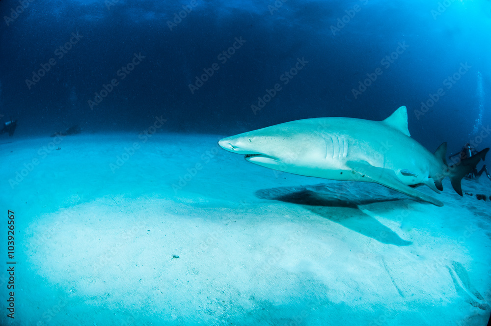 Obraz premium Lemon shark