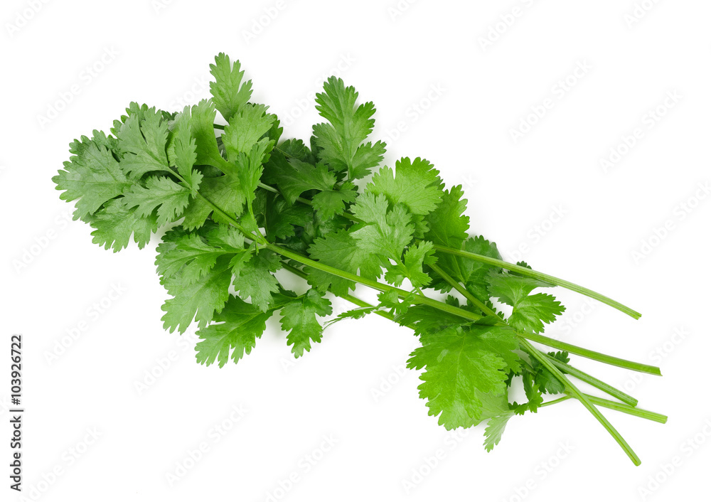 Coriander Coriander