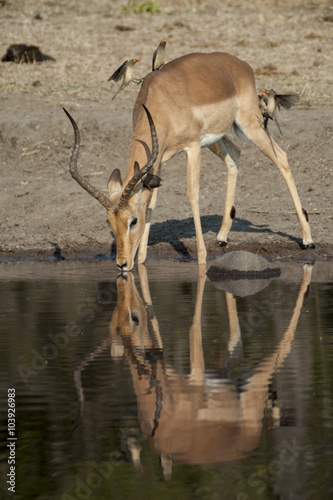 Impala (Aepyceros melampus)  del Timbavati Nature Reserve in Sud Africa
