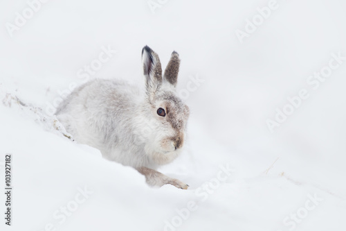 Mountain Hare (Lepus timidus) sitting in the snow on a mountainside photo
