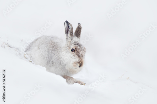 Mountain Hare (Lepus timidus) sitting in the snow on a mountainside