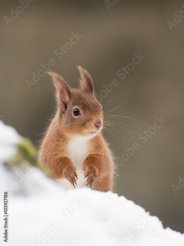 Red Squirrel (Sciurus vulgaris) in the forest in the snow