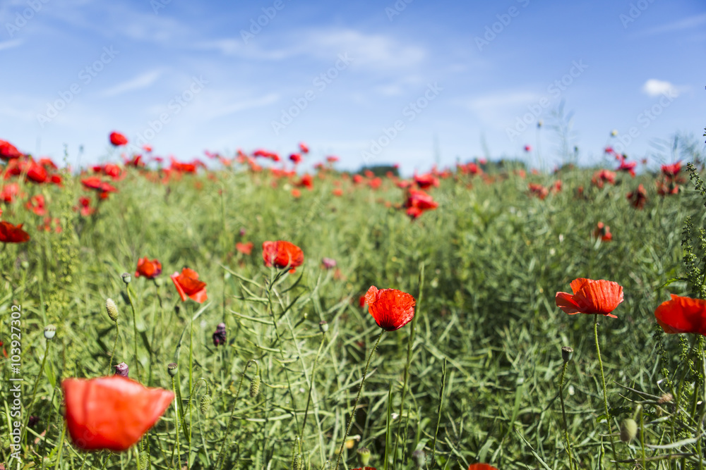 Fototapeta premium Poppy field