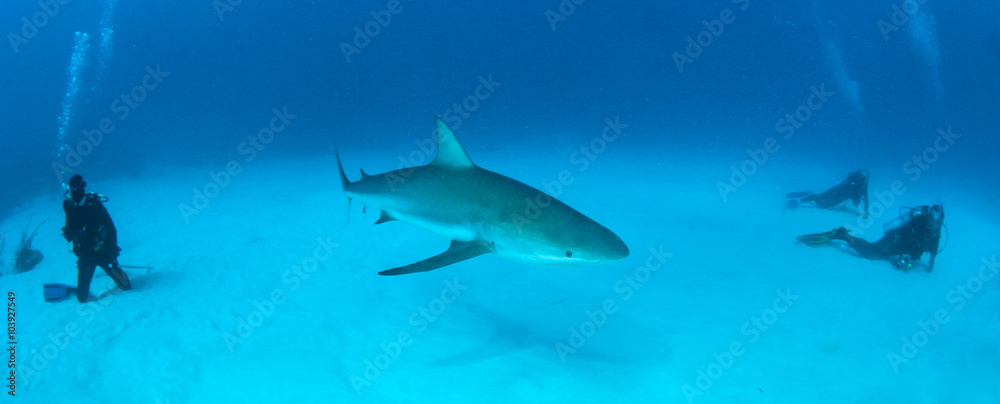 Fototapeta premium Caribbean reef shark