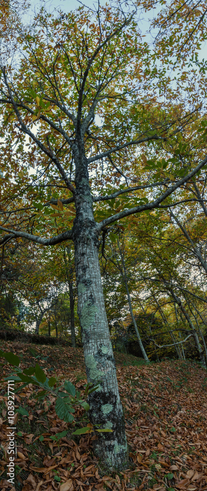 Beautiful autumn chestnut forest in Monchique region, Portugal