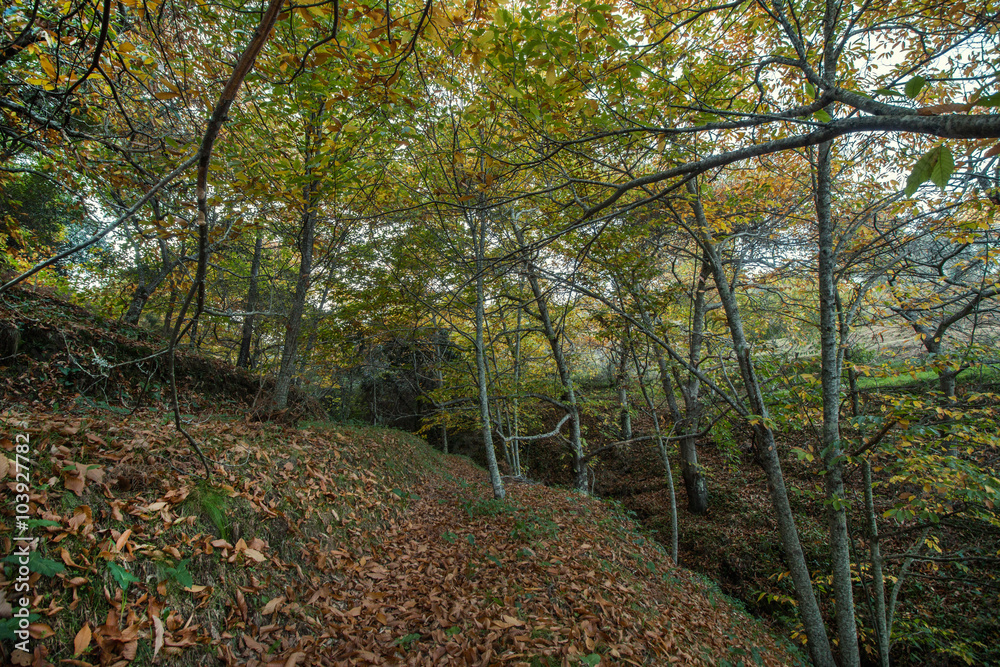 Naklejka premium Beautiful autumn chestnut forest in Monchique region, Portugal