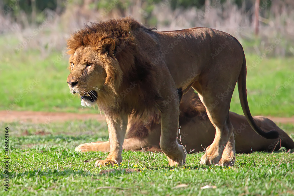 A lion looking for food A lion looking for food