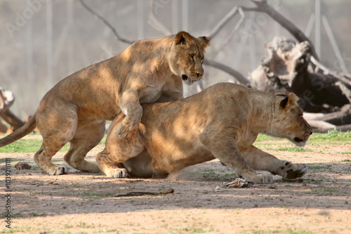 lions playing in a zoo