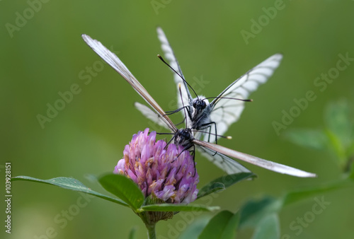 Aporia crataegi
