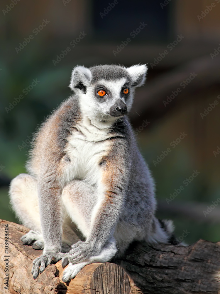 Fototapeta premium Ring-tailed Lemur