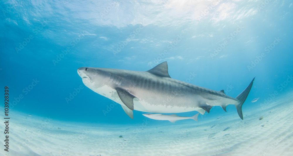 Naklejka premium Tiger shark