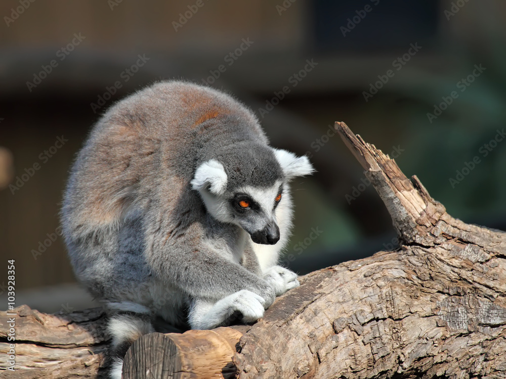 close-up of a ring-tailed lemur in zoo