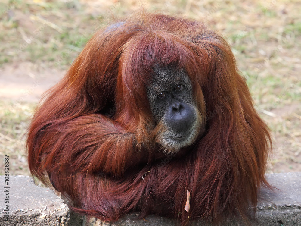 Obraz premium Orangutan in captivity in a zoo,looking in the distance