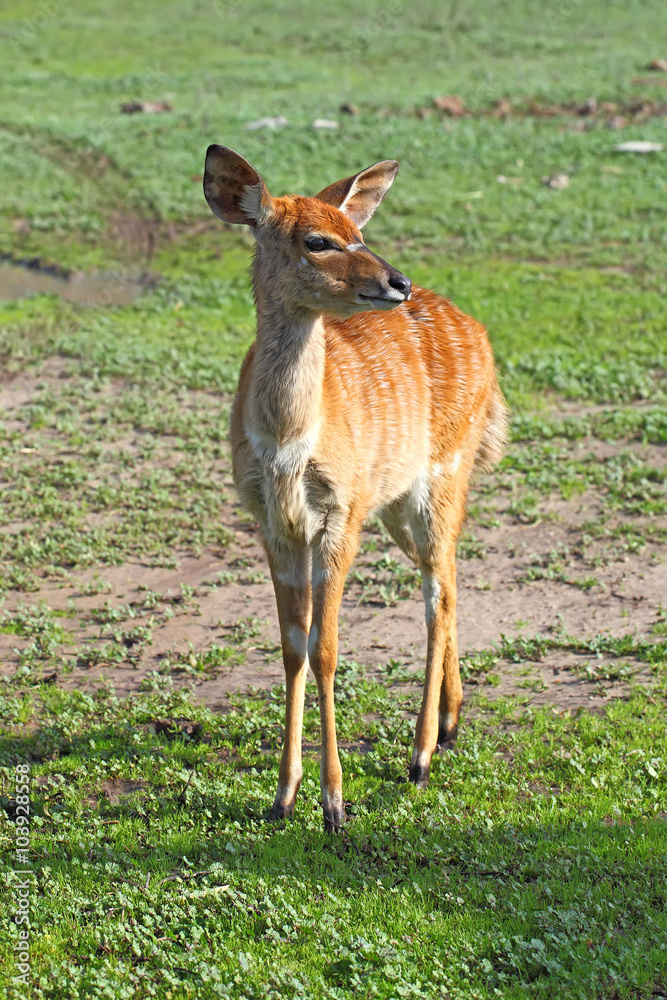 Little antelope Kudu Little antelope Kudu