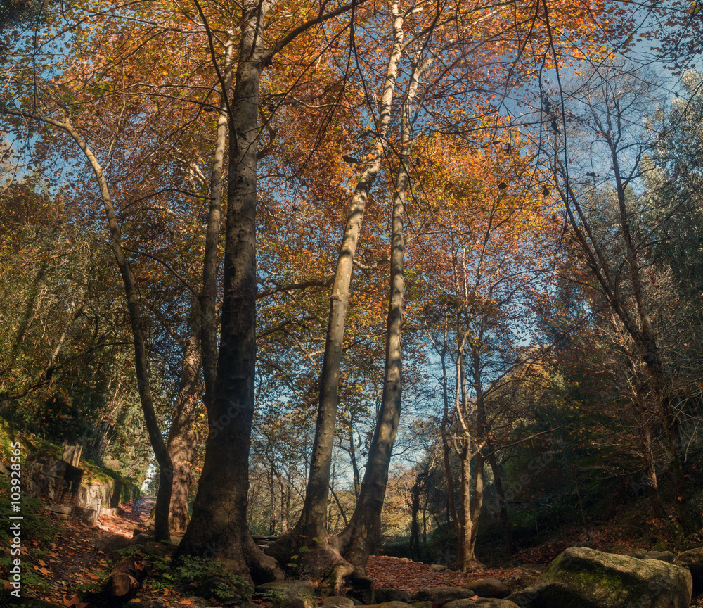 Beautiful forest mountain region of Monchique, Portugal Beautiful forest mountain region of Monchique, Portugal
