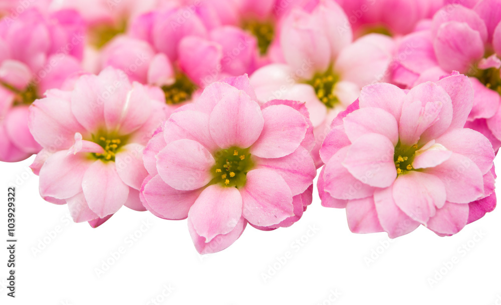 Fototapeta premium small pink flowers isolated