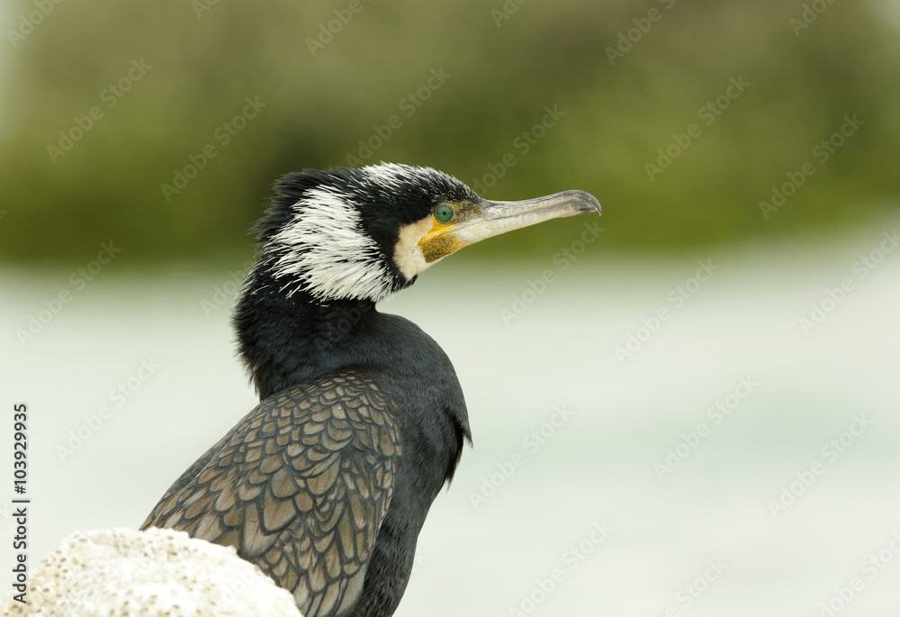 Obraz premium Beautiful Great cormorant at the bank