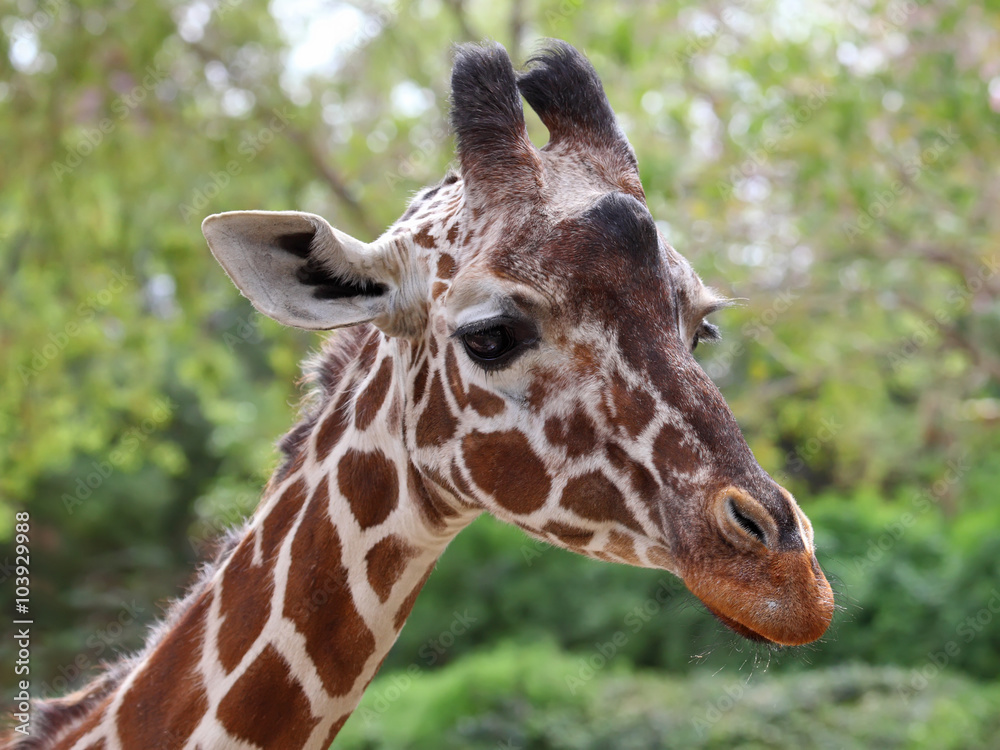 close up of giraffe face