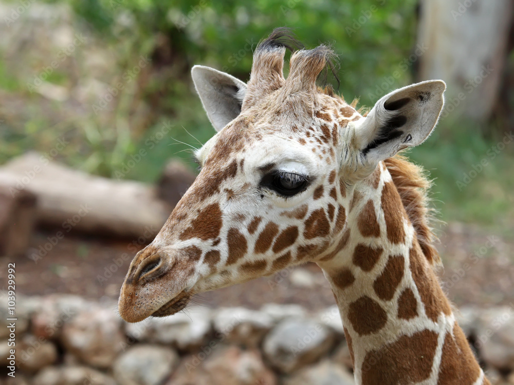 Obraz premium close up of giraffe face