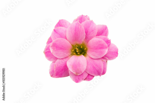 small pink flowers isolated