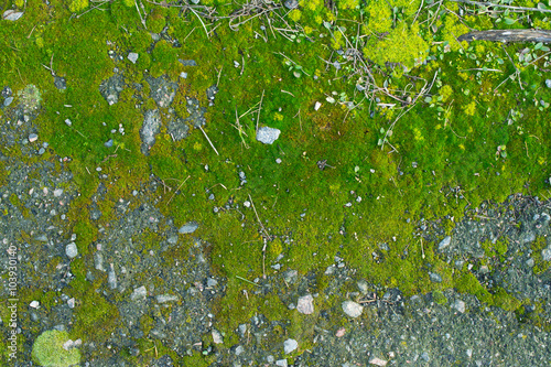 Moss