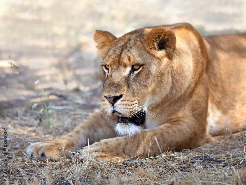 Close Up picture of lioness resting in the grass Close Up picture of lioness resting in the grass