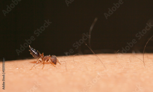 The angry ant attack to enemy by bite and spray citric acid © lirtlon