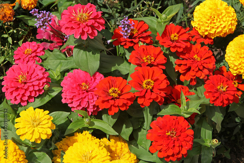 Fototapeta Naklejka Na Ścianę i Meble -  Zinnias rouges et jaunes