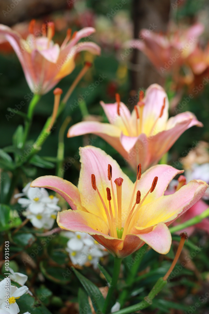 Fototapeta premium Beautifull winter Flowers