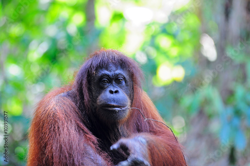 Orangutan in Sabah Borneo, Malaysia.
