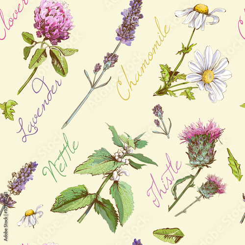 Vector vintage seamless pattern with wild flowers and medicinal herbs. Background design for cosmetics, store, beauty salon, homeopathy, natural and organic products.Best for  wrapping paper
