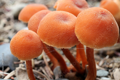 Laccaria Laccata - Deceiver Mushroom