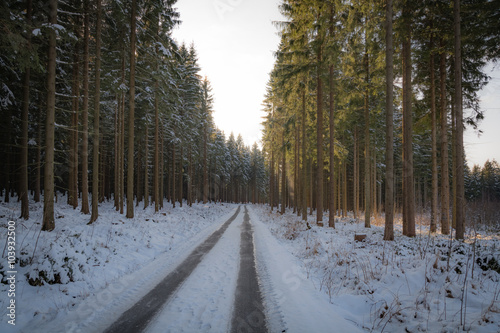 coniferous forest road in winter