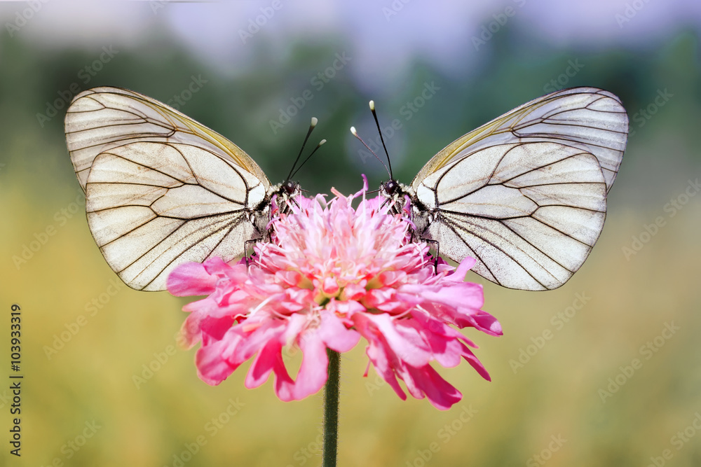 Fototapeta premium two white butterfly on a pink flower