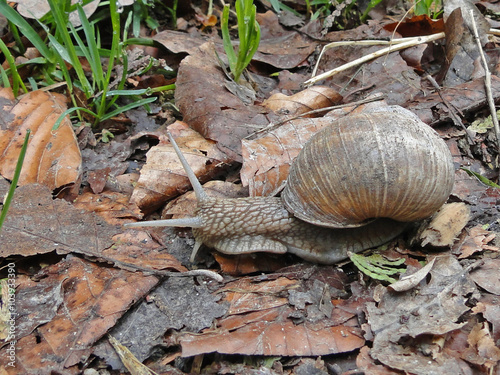 Weinbergschnecke auf Laub photo