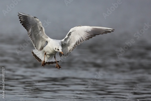 Seagull in flight. 