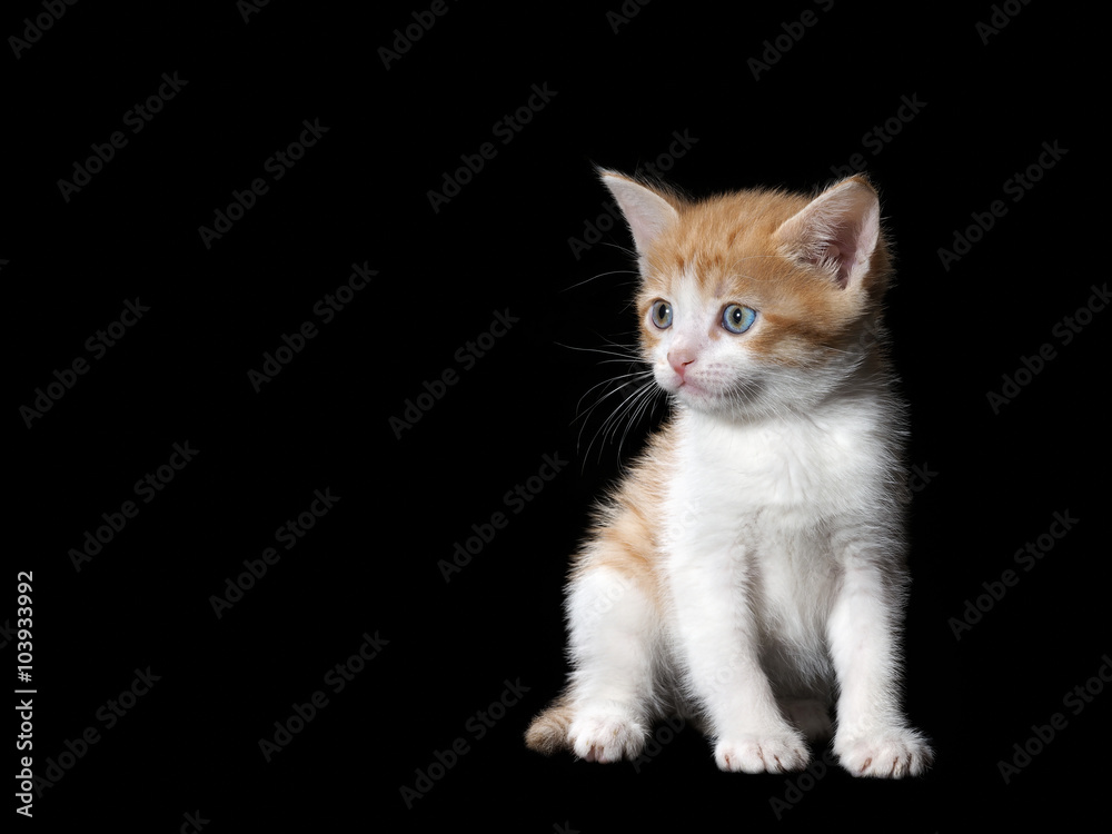 Small cute kitten. Isolated black background. White kitten with a red, fluffy, beautiful fur 