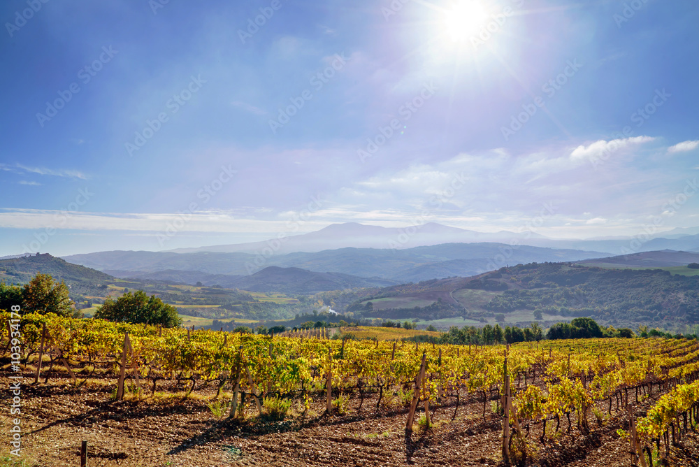 Fototapeta premium vineyard