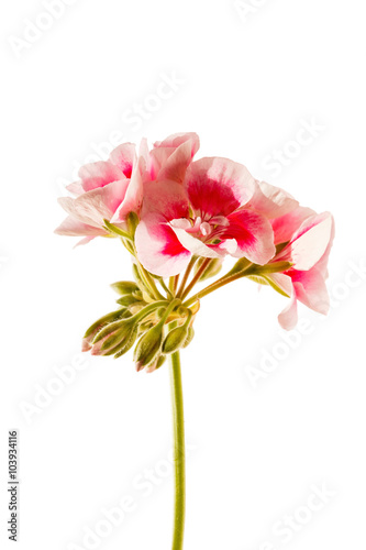 Fototapeta Naklejka Na Ścianę i Meble -  geranium flower