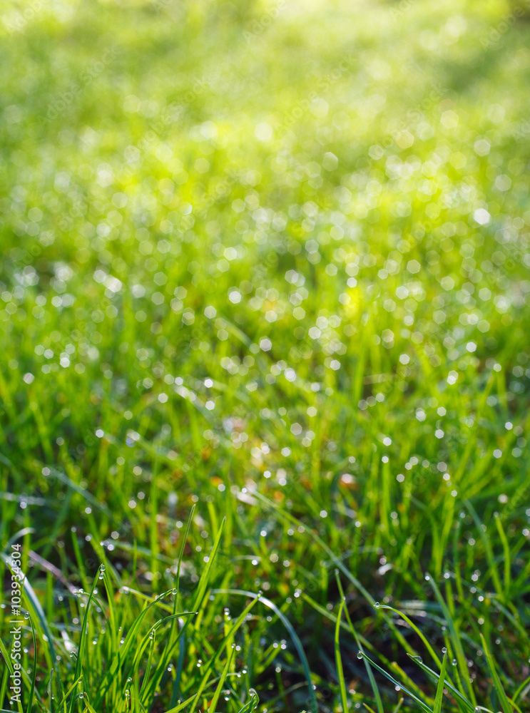 top view of green grass top view of green grass